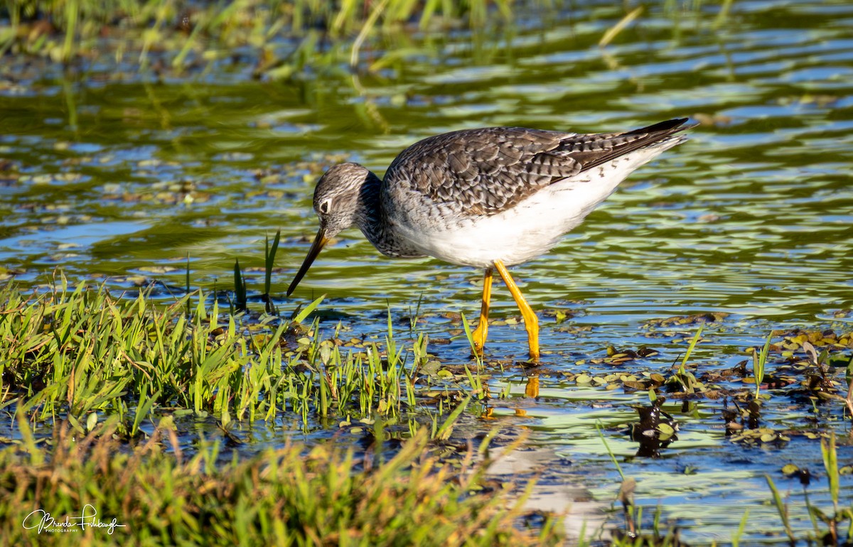 Greater Yellowlegs - ML646560787