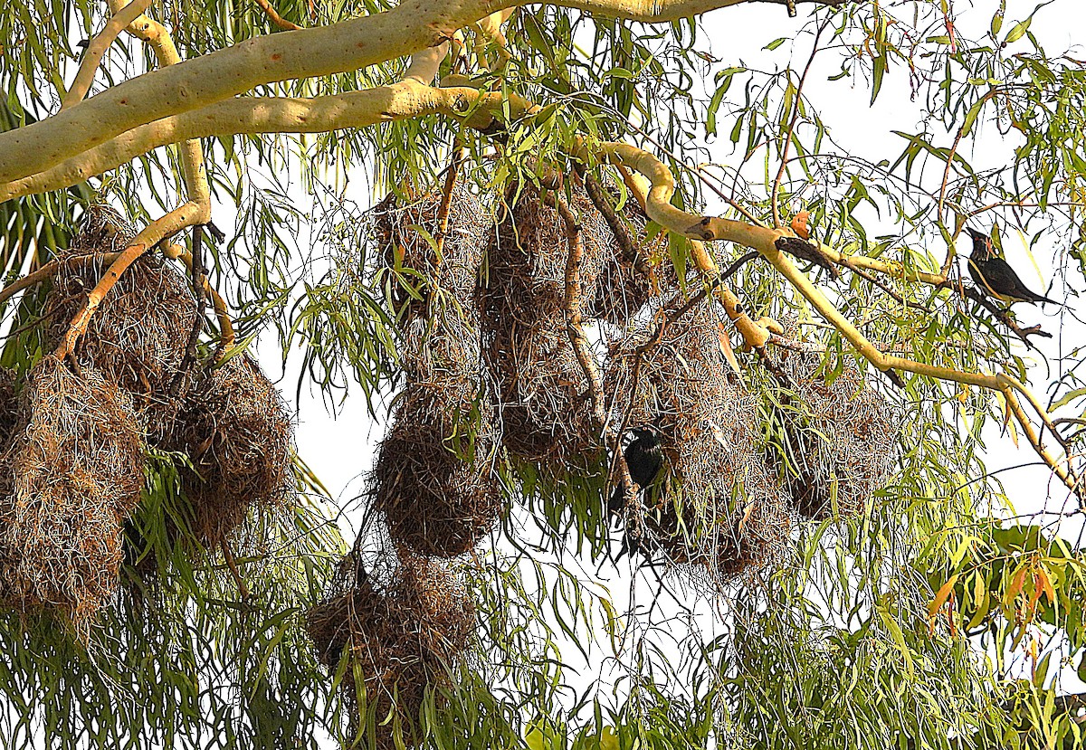 Metallic Starling - ML646560789