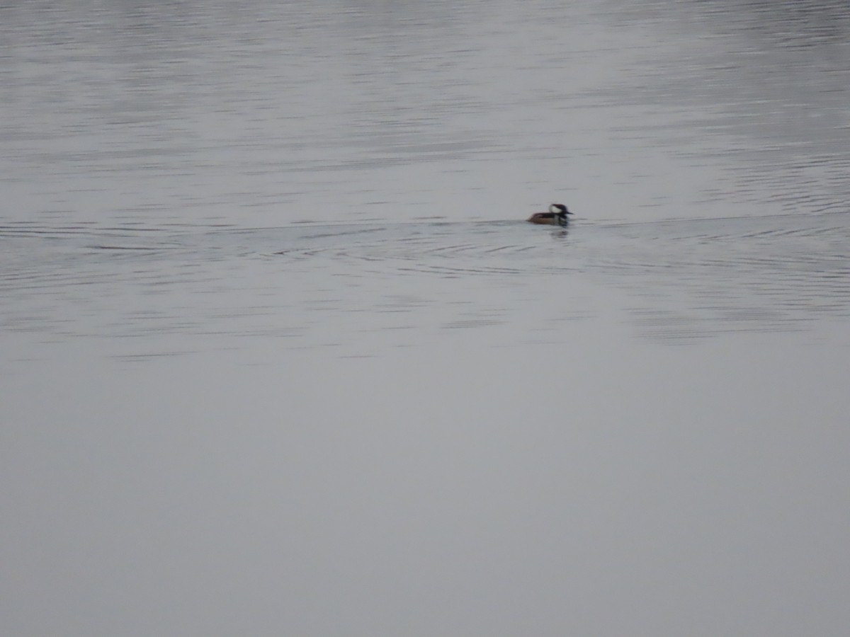 Smergo dal cappuccio - ML646560792