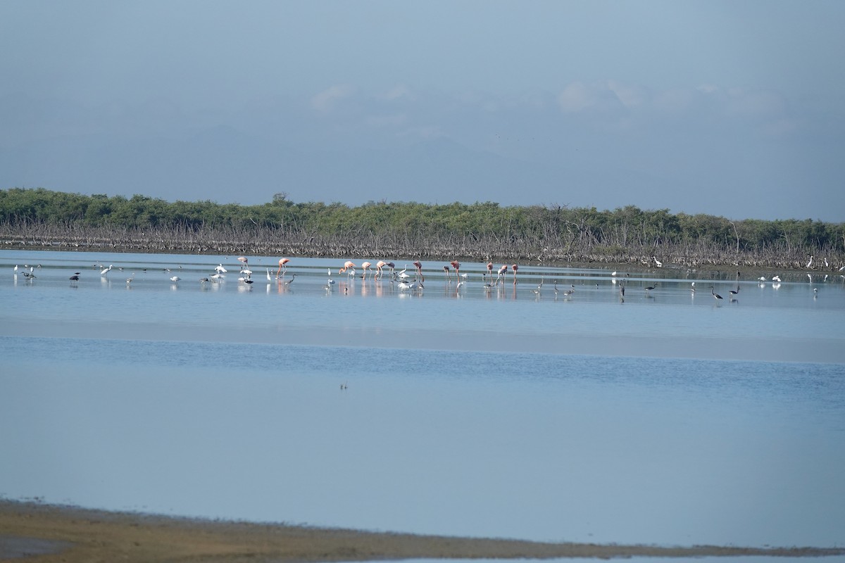 Flamenco Rojo - ML646560794