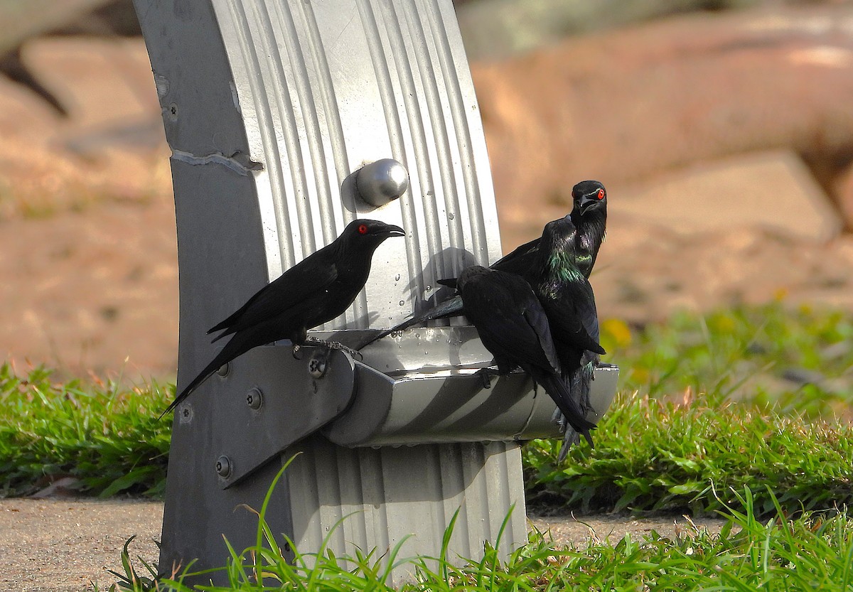 Metallic Starling - ML646560797