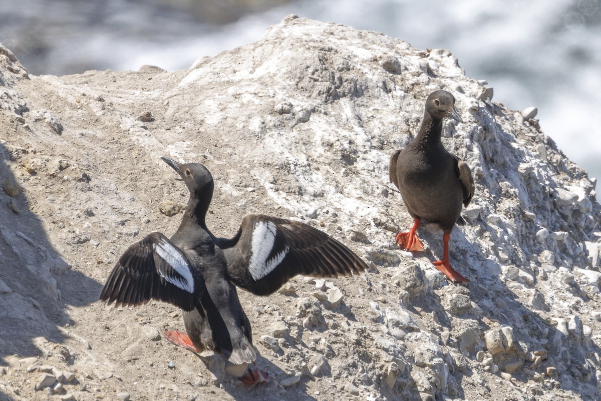 Pottorro hegalzuri aleutiarra - ML646560800