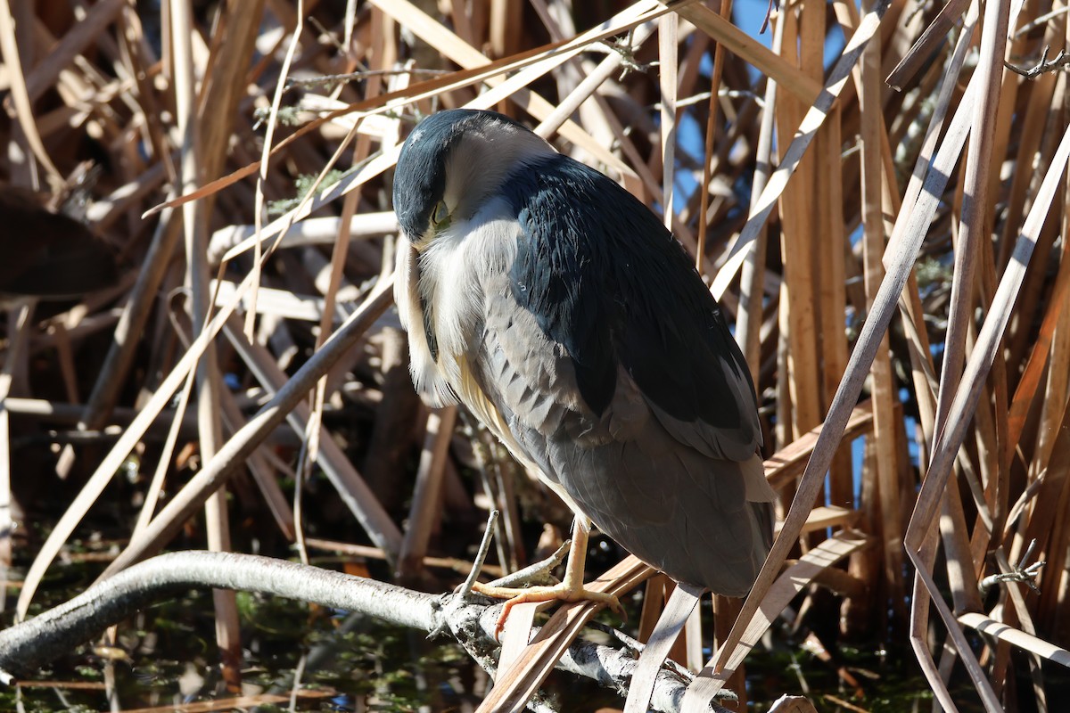 Black-crowned Night Heron - ML646560805