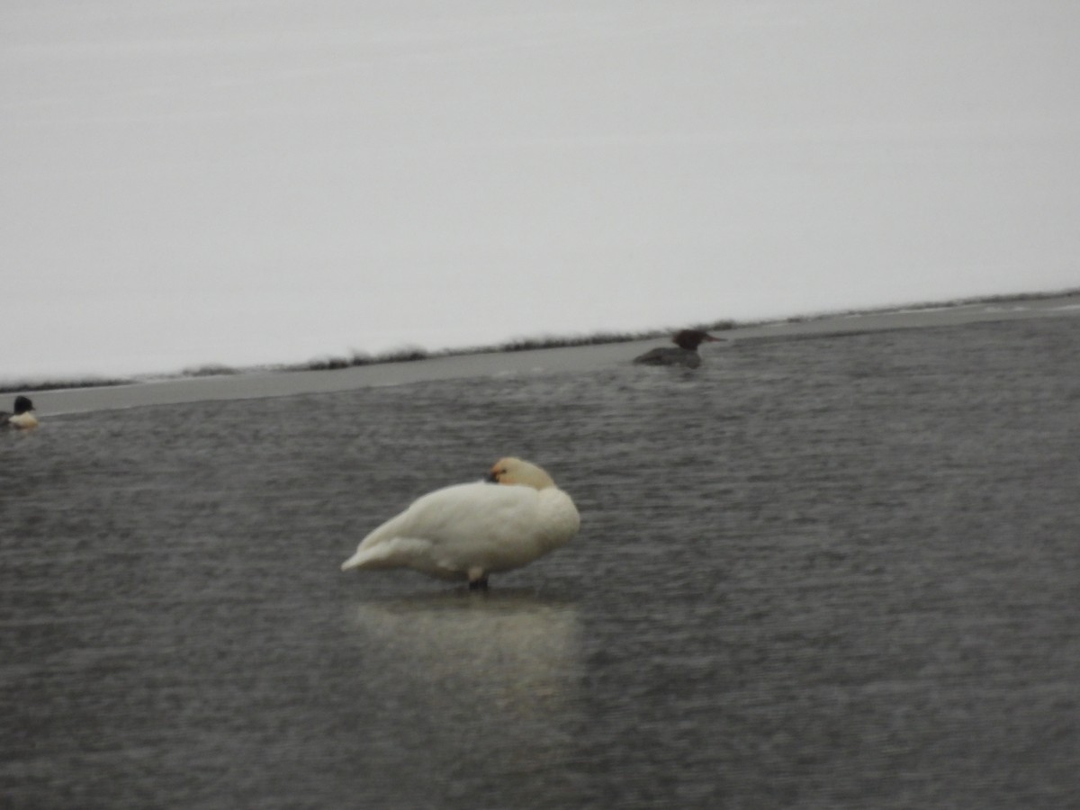 Лебідь чорнодзьобий - ML646560806