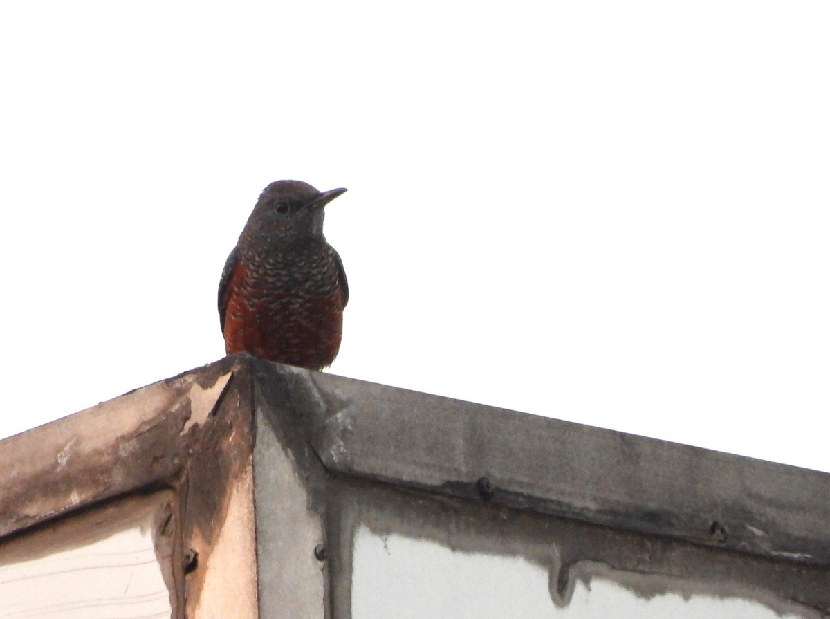 Blue Rock-Thrush - ML646560807