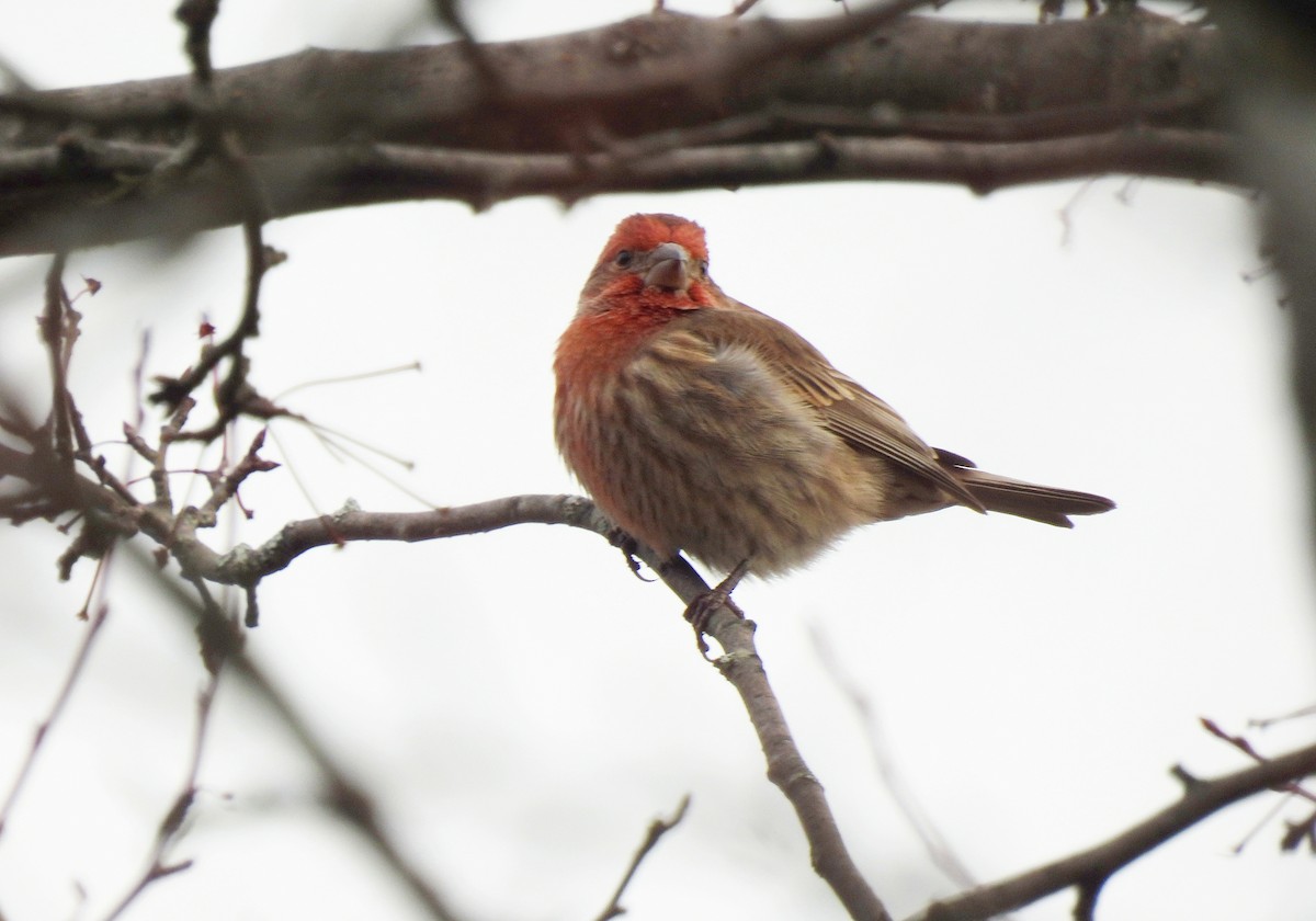 Roselin familier - ML646560809