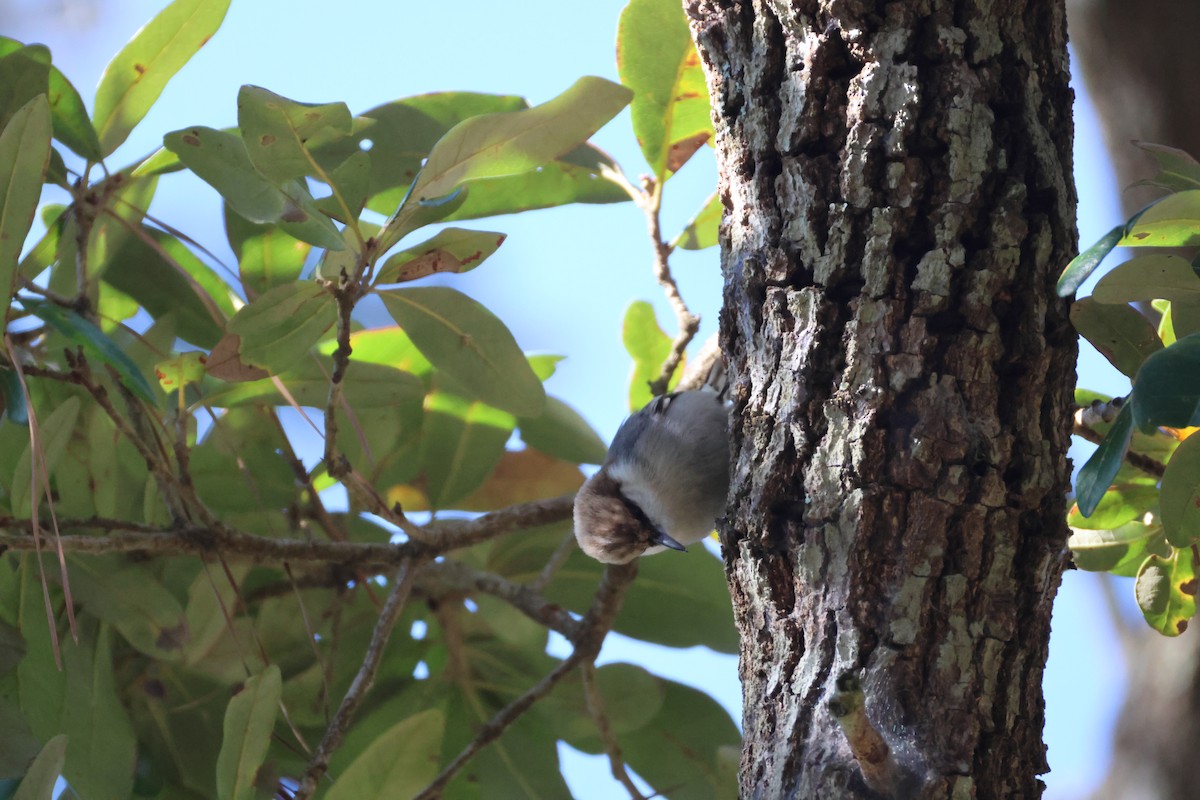 brhlík hnědohlavý - ML646560810