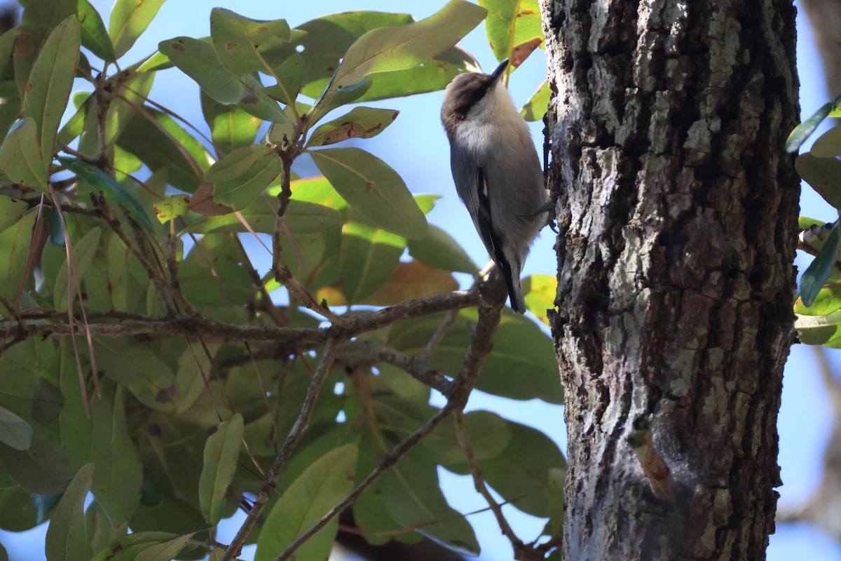 brhlík hnědohlavý - ML646560811