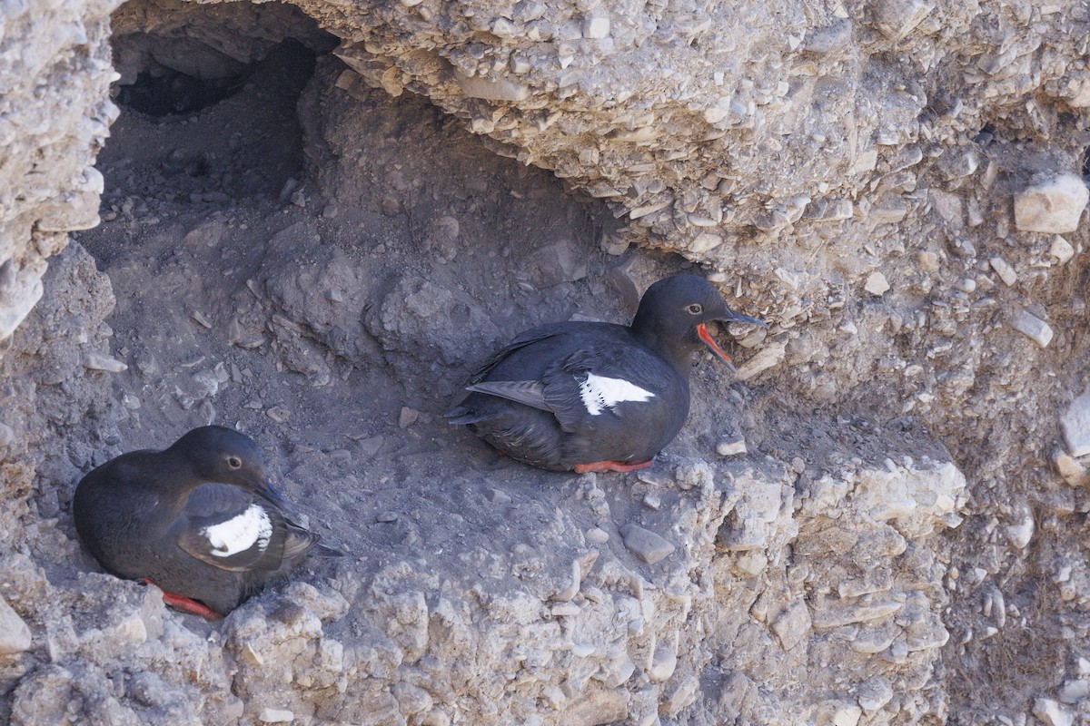 Pottorro hegalzuri aleutiarra - ML646560812