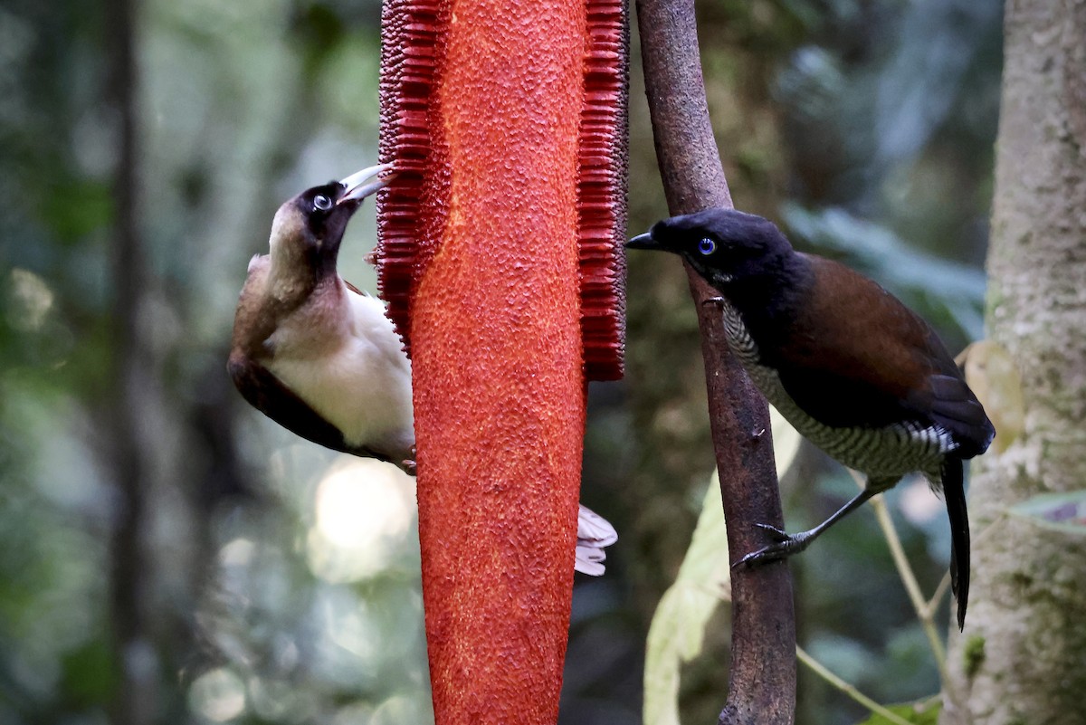 Kleinparadiesvogel - ML646560819