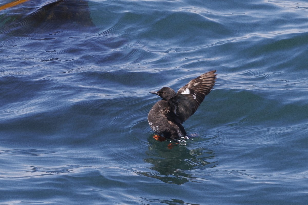 Pottorro hegalzuri aleutiarra - ML646560823