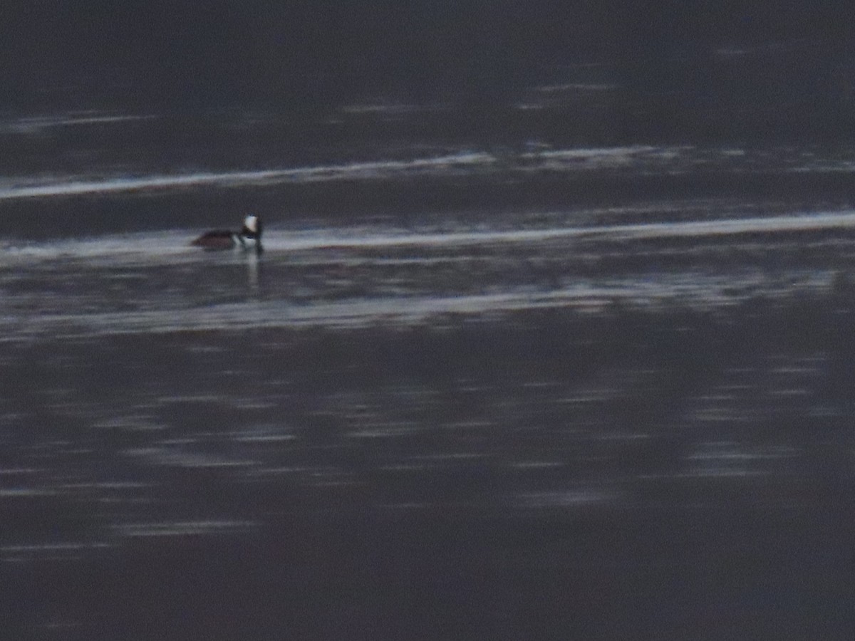 Smergo dal cappuccio - ML646560824