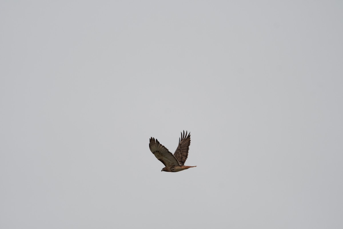 Red-tailed Hawk (abieticola) - ML646560827