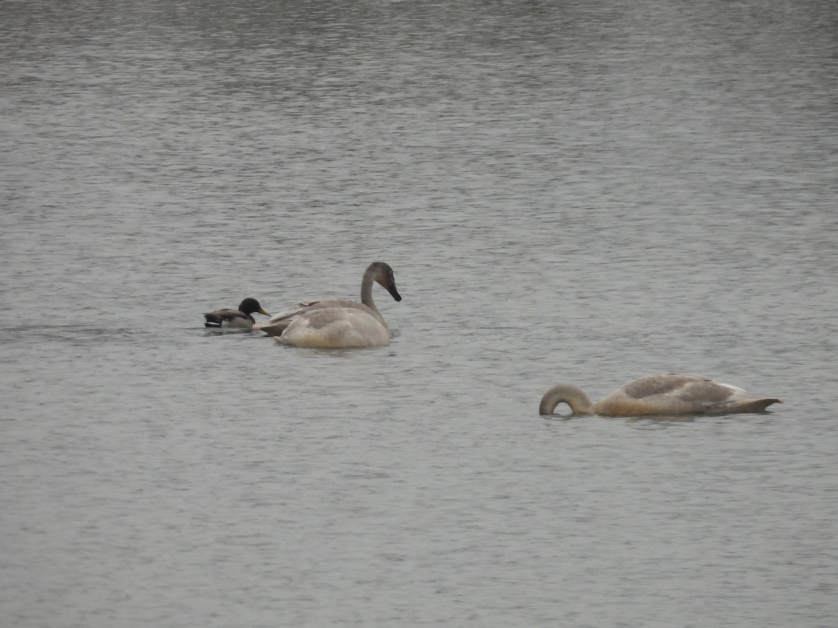 Trumpeter Swan - ML646560830