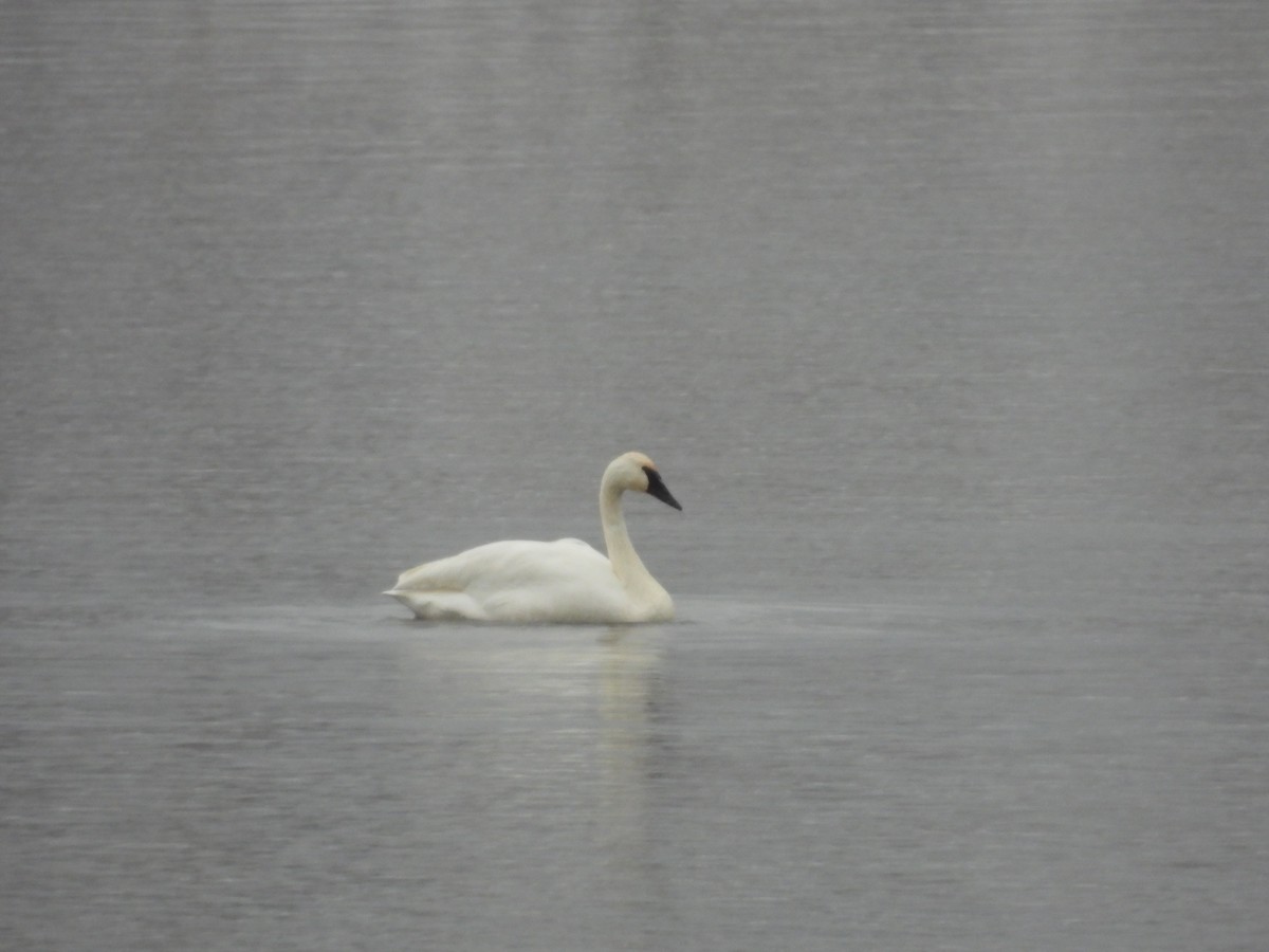 Trumpeter Swan - ML646560831