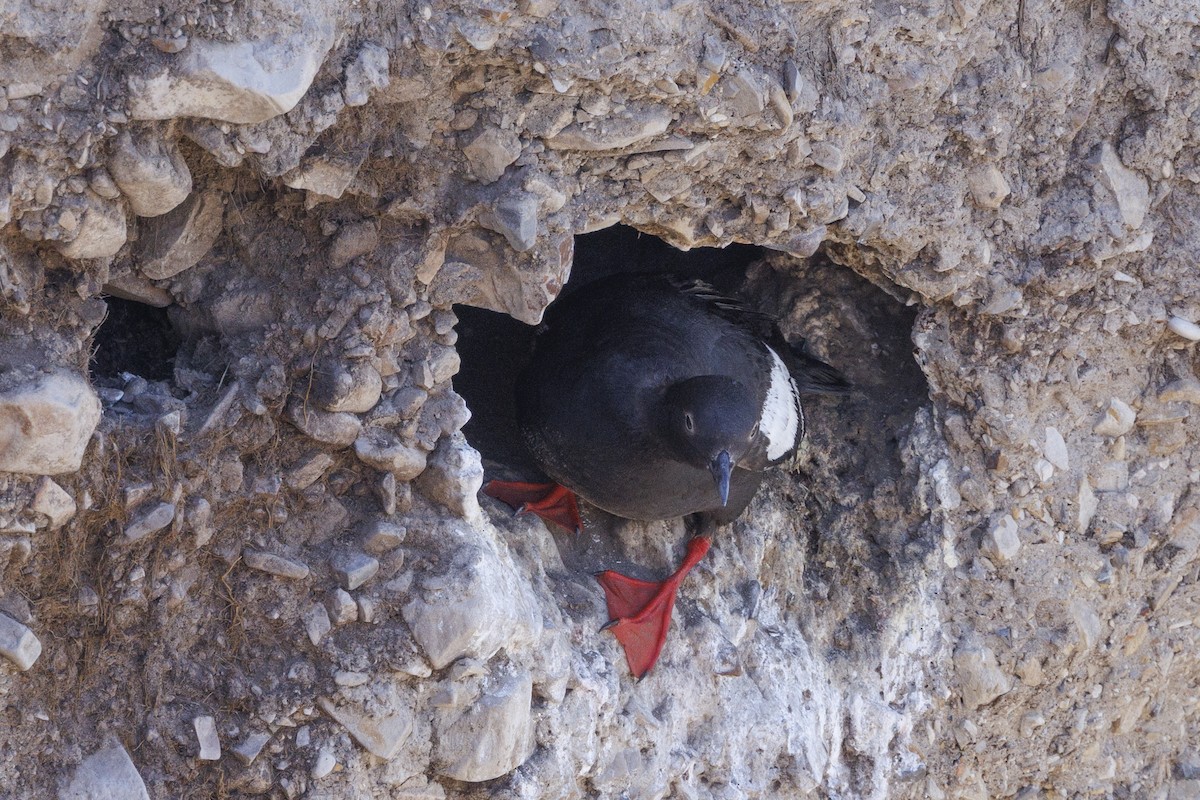 Pottorro hegalzuri aleutiarra - ML646560832