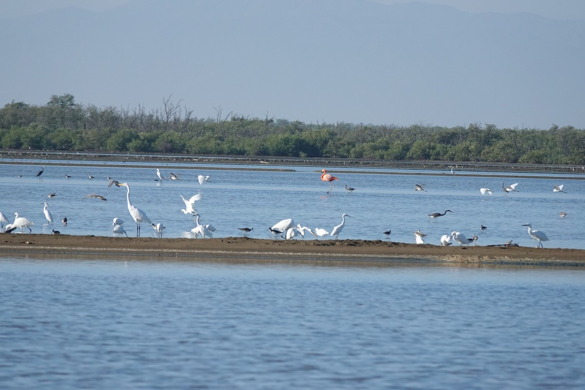 Flamenco Rojo - ML646560833