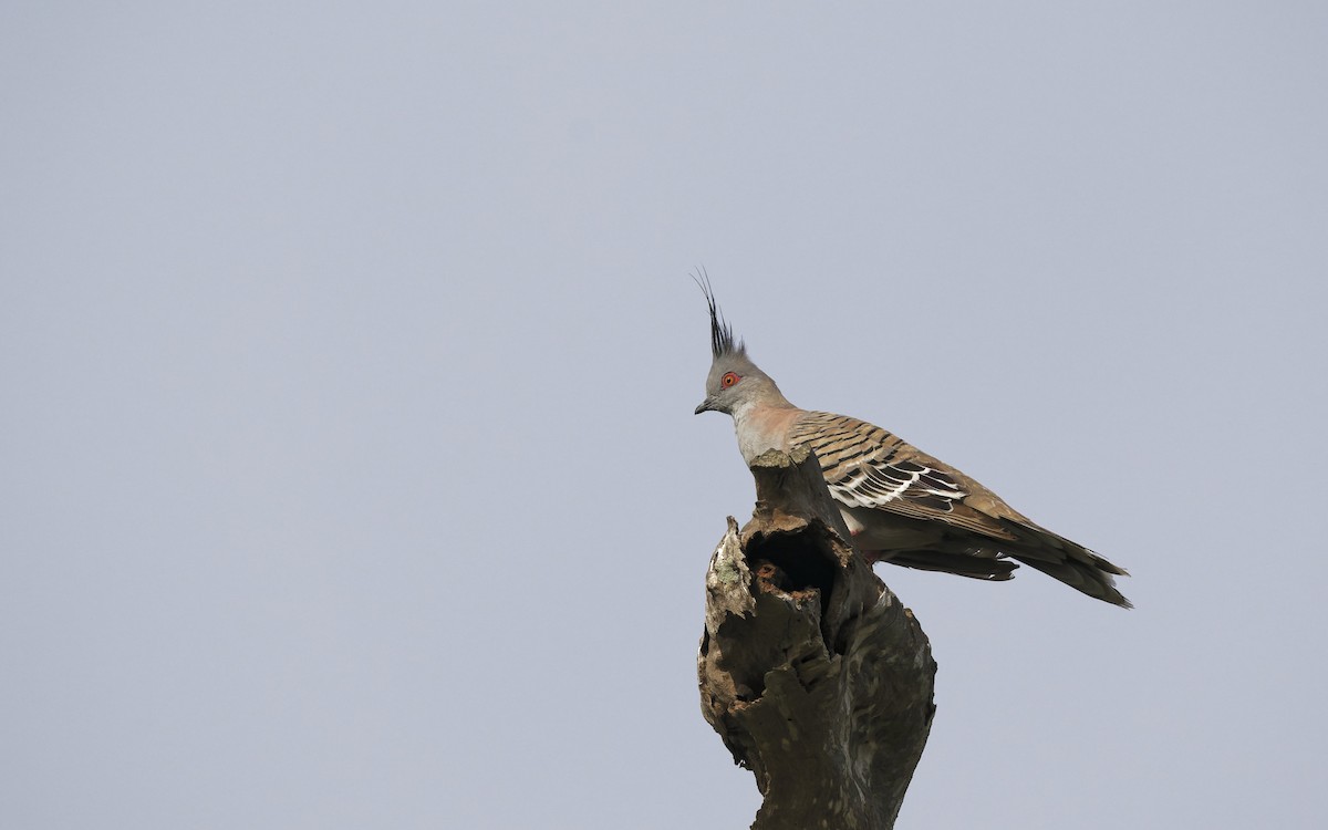 Crested Pigeon - ML646560834