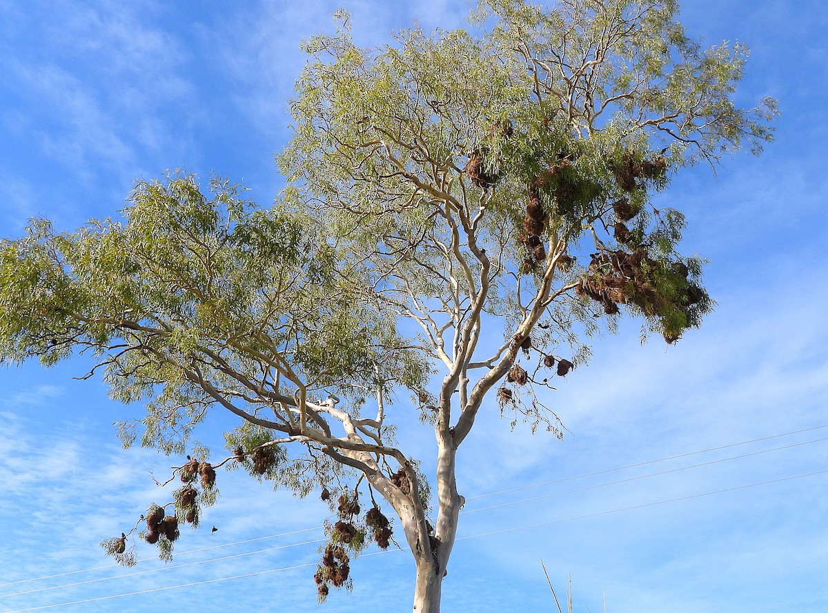 Metallic Starling - ML646560836