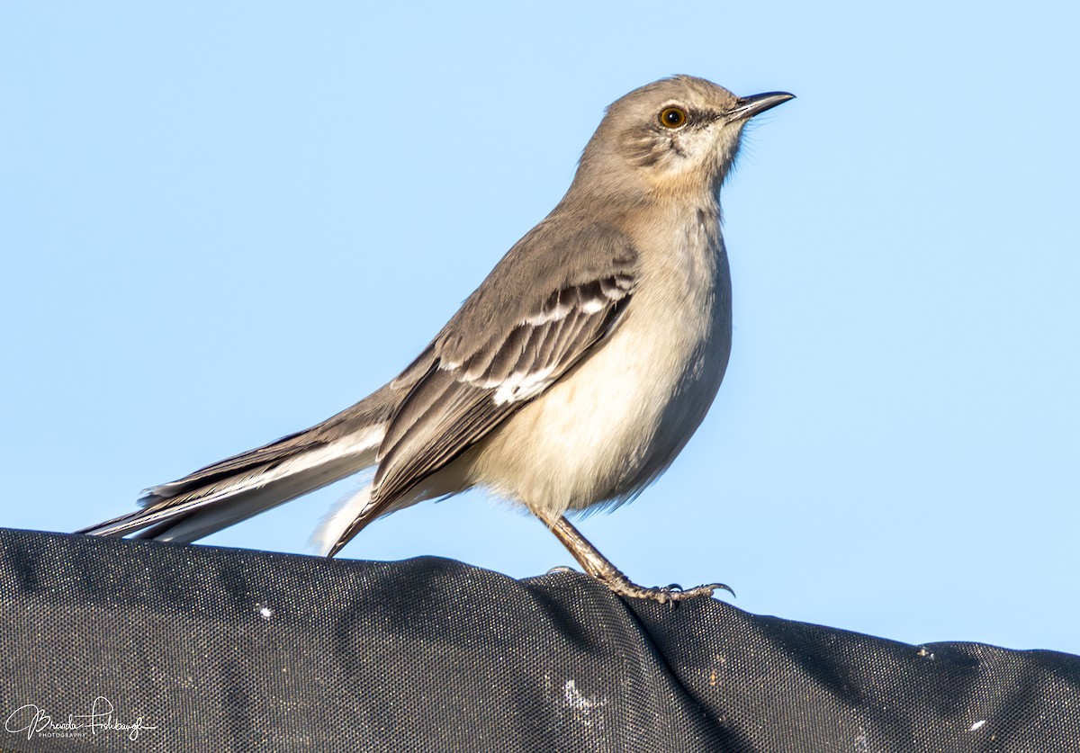 Northern Mockingbird - ML646560838