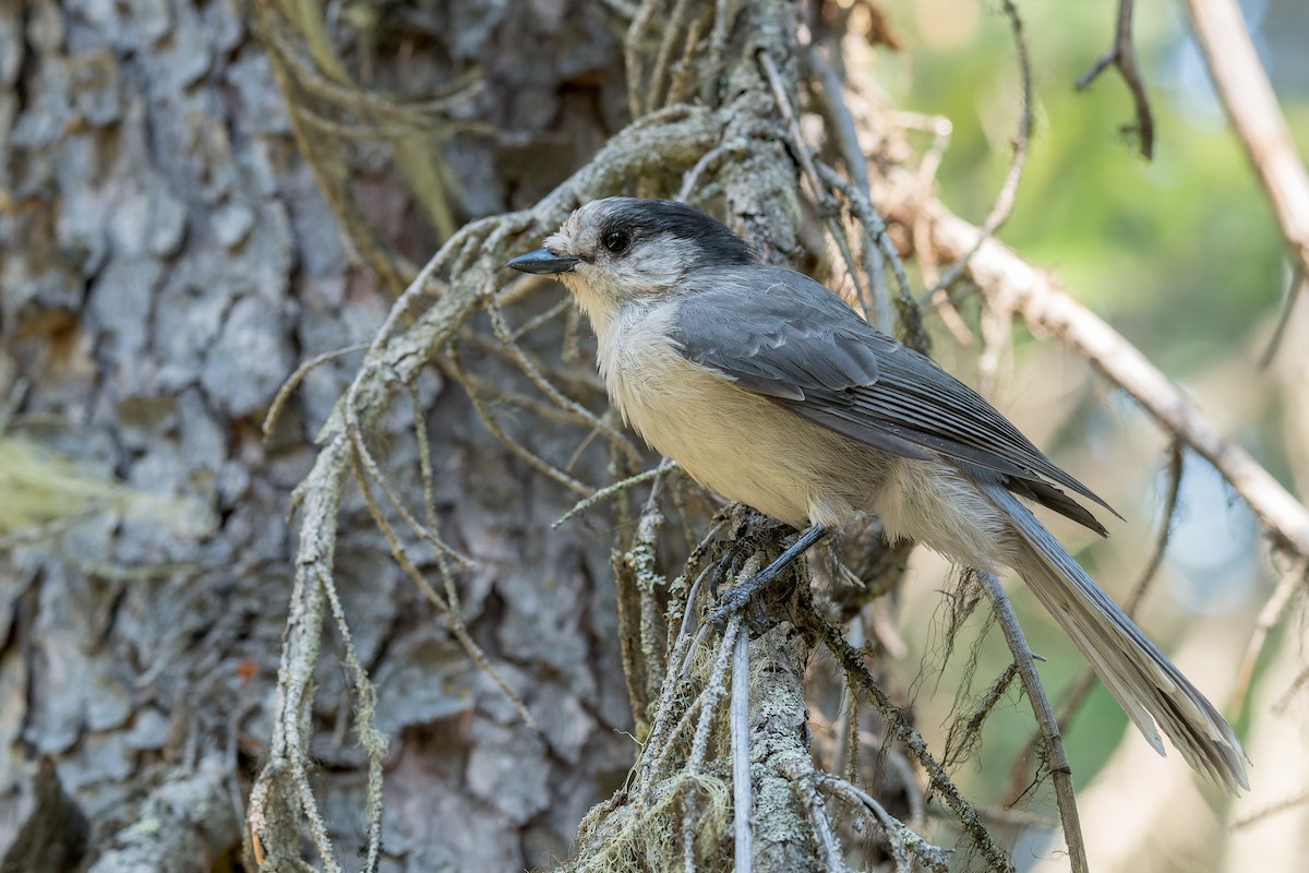 Canada Jay - ML646560848