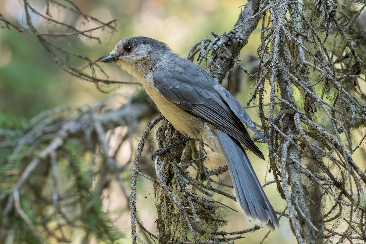 Canada Jay - ML646560849