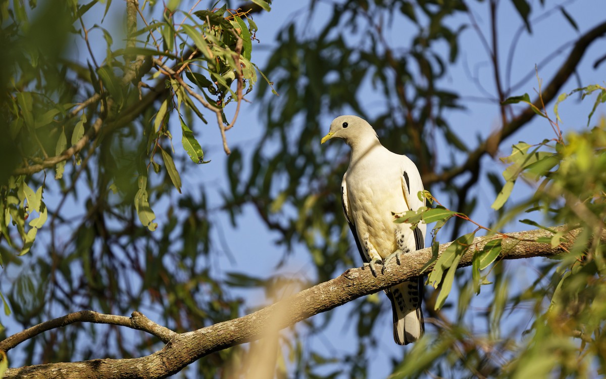 Torresian Imperial-Pigeon - ML646560851