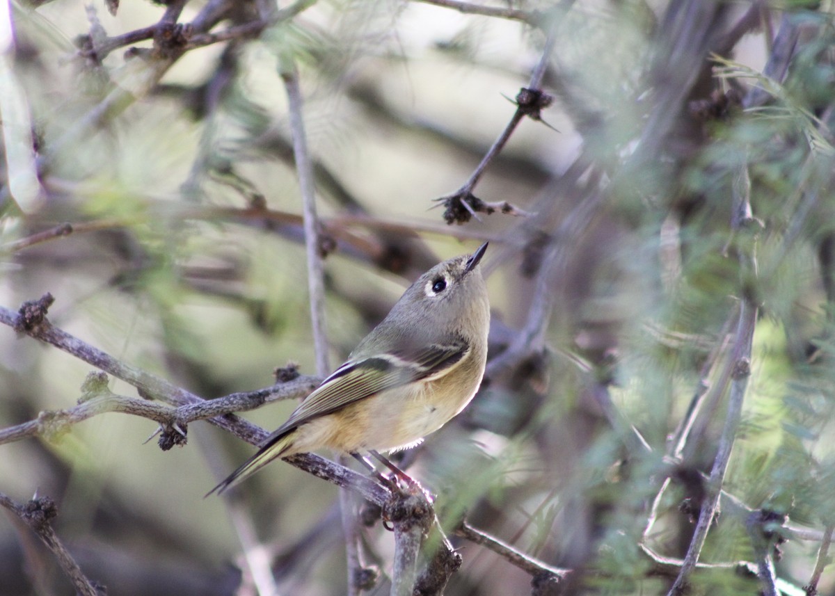 Ruby-crowned Kinglet - ML646560853