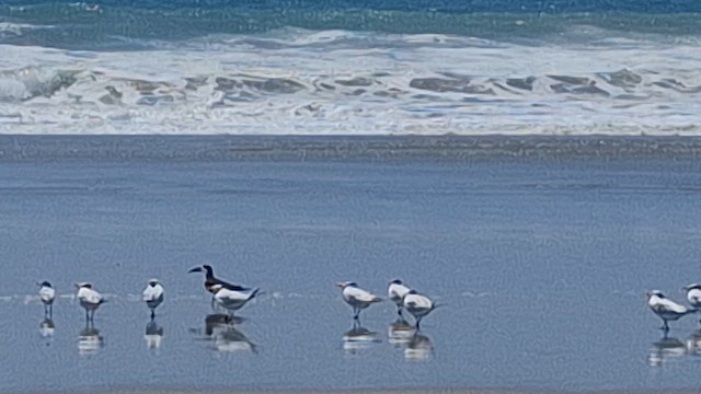 Royal Tern - ML646560859