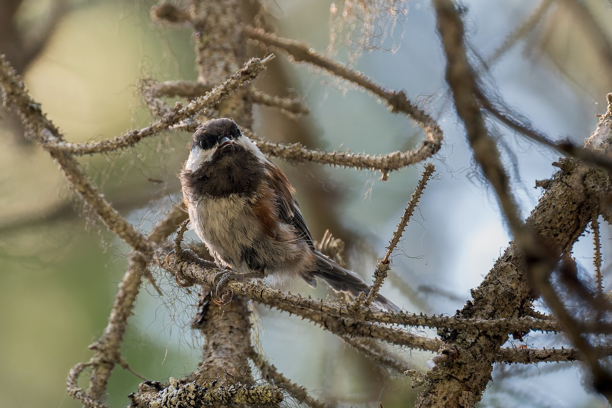 Chestnut-backed Chickadee - ML646560862