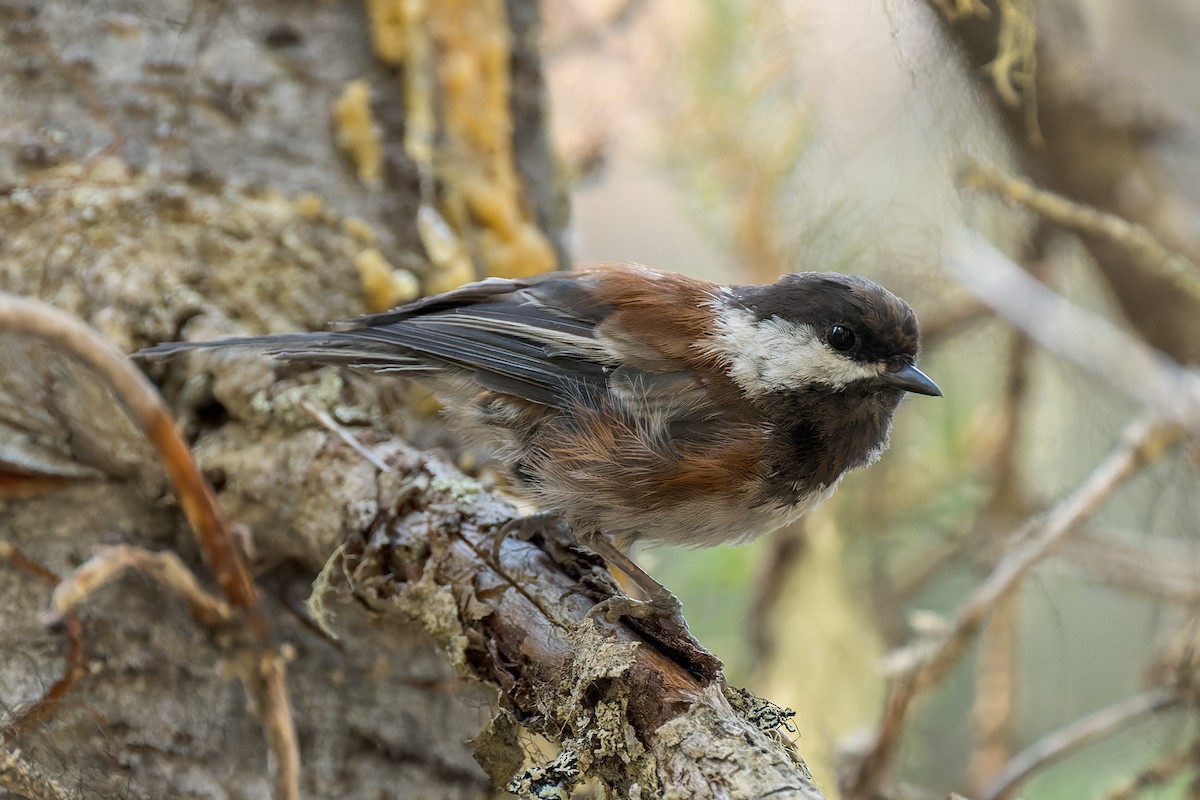 Chestnut-backed Chickadee - ML646560863