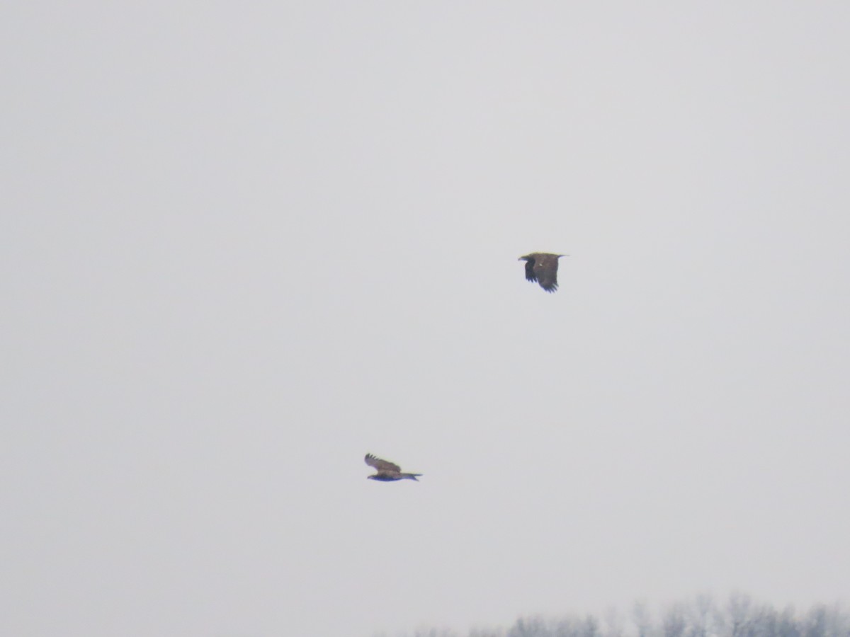 Bald Eagle - ML646560864