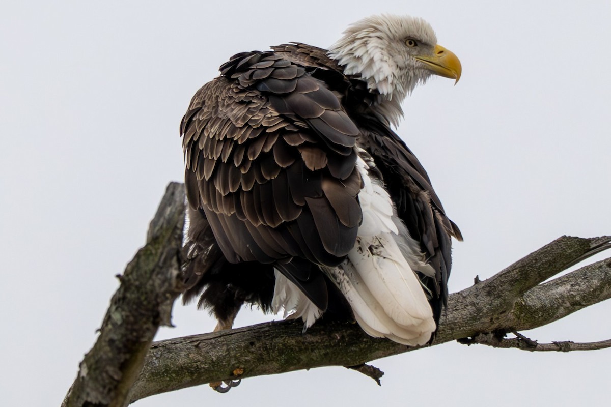 Bald Eagle - ML646560866