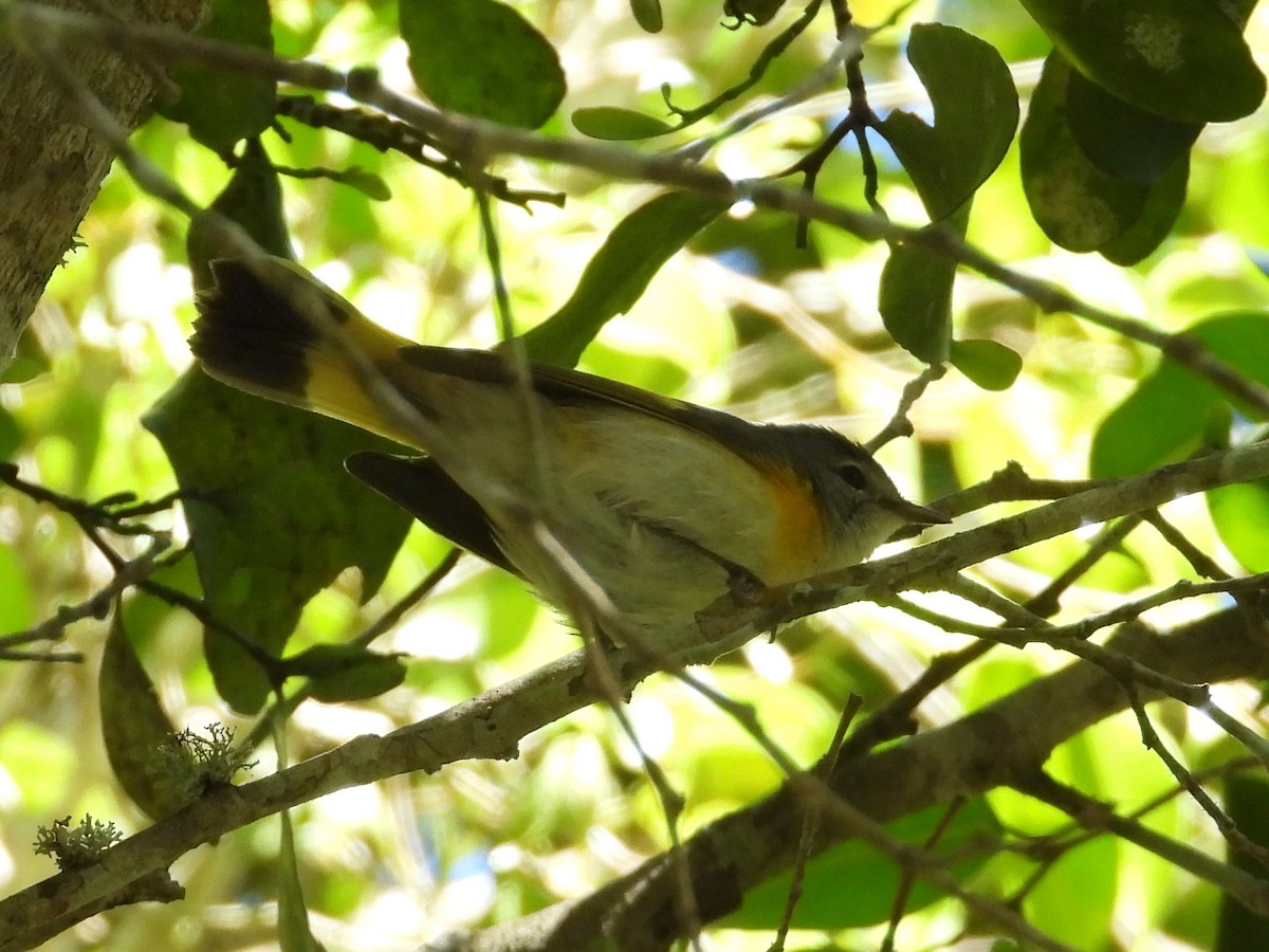 סבכון חכלילי - ML646560868