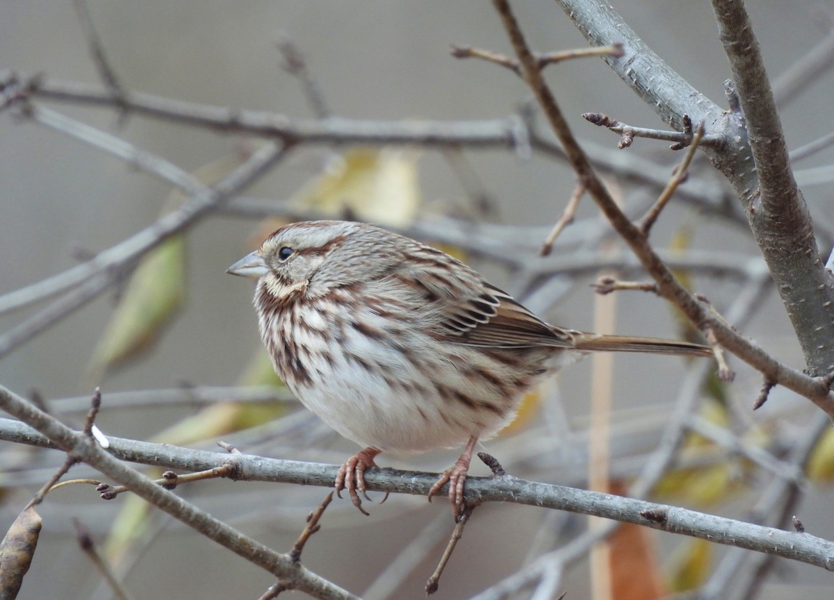 Bruant chanteur - ML646560869