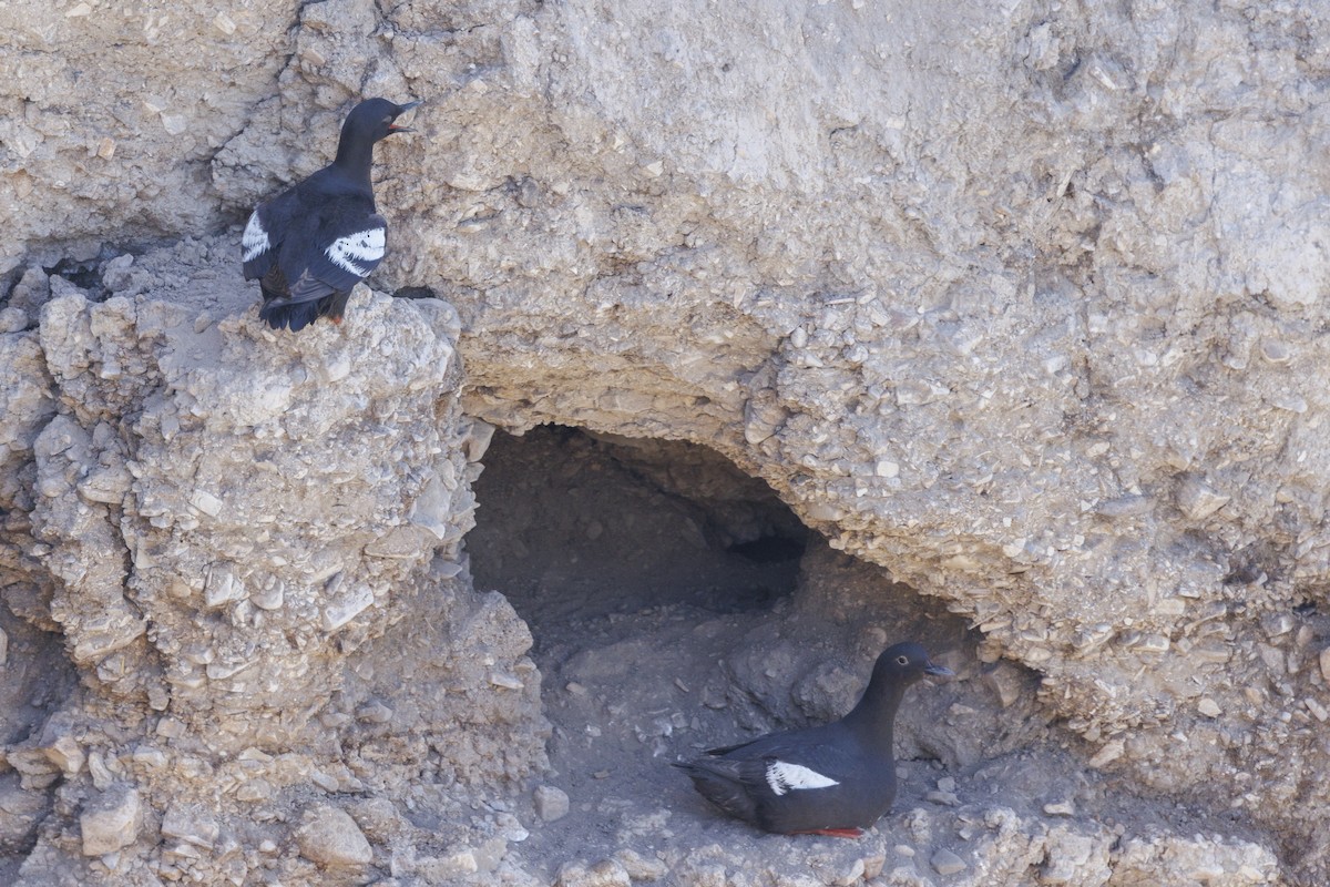 Pottorro hegalzuri aleutiarra - ML646560870