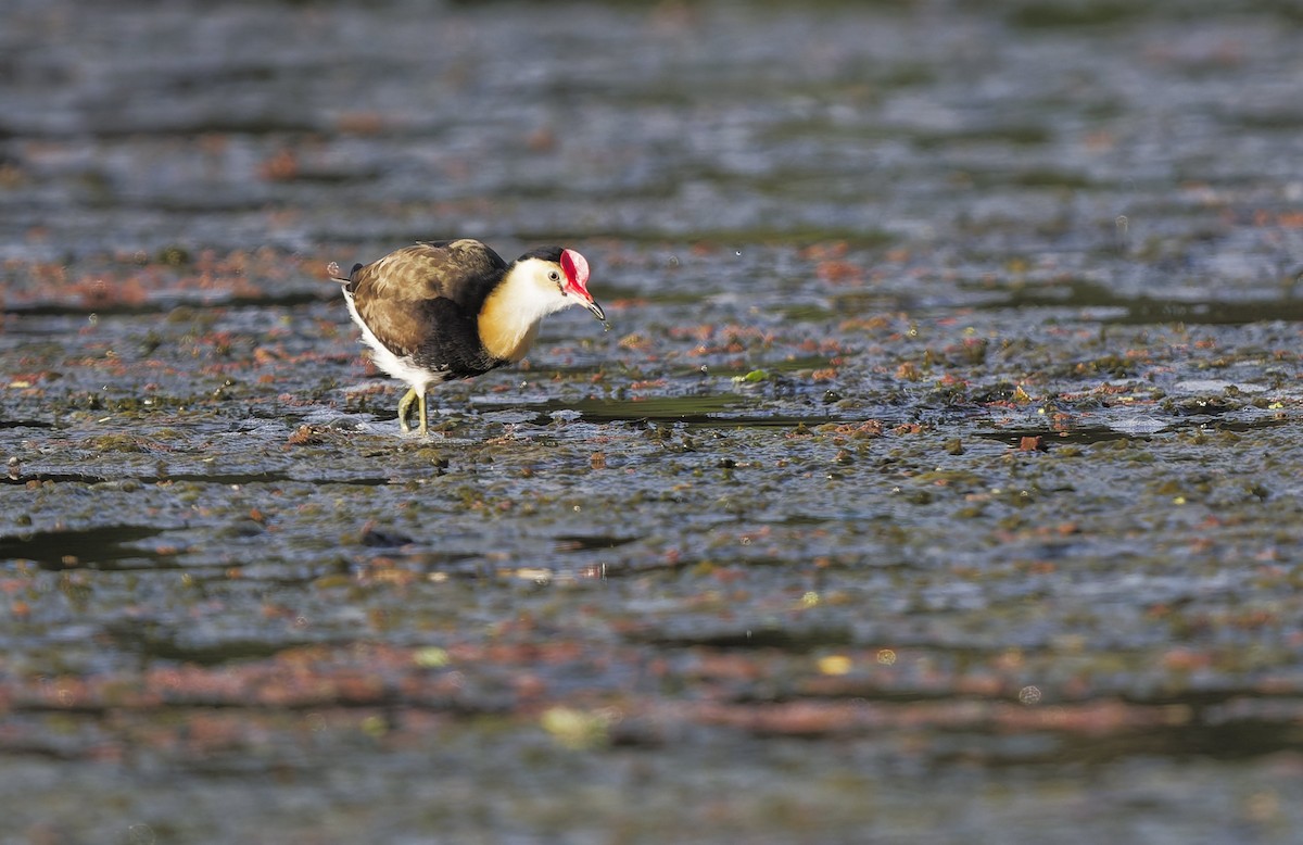 Comb-crested Jacana - ML646560872