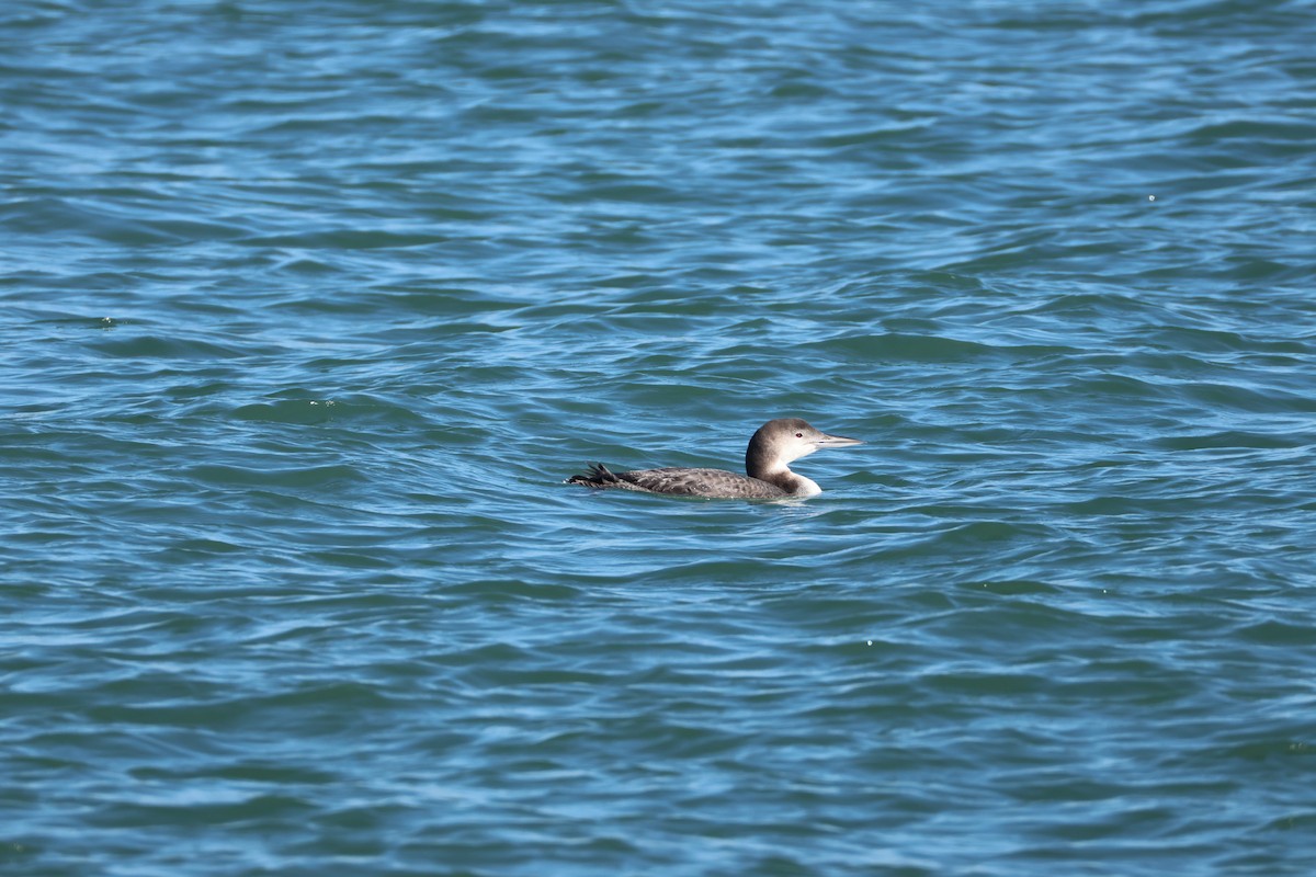 Common Loon - ML646560873