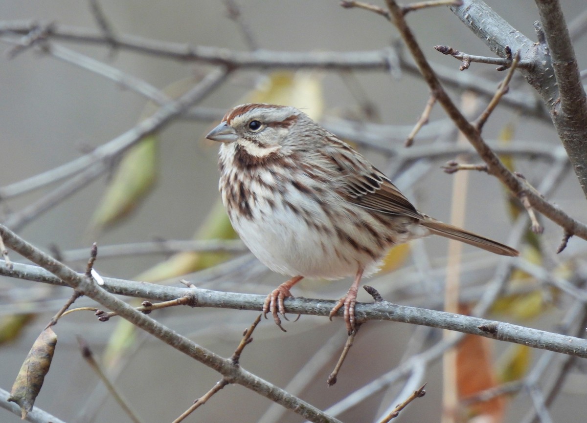 Bruant chanteur - ML646560874
