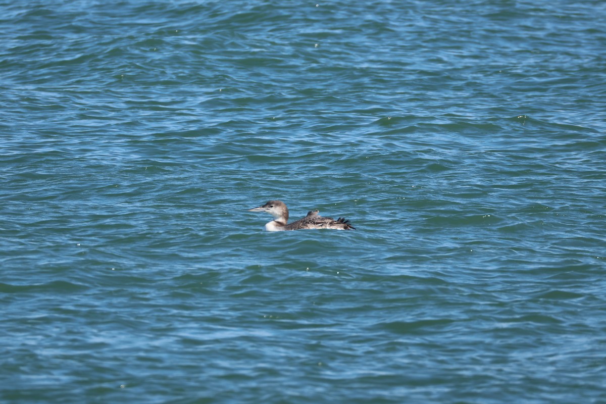 Common Loon - ML646560875