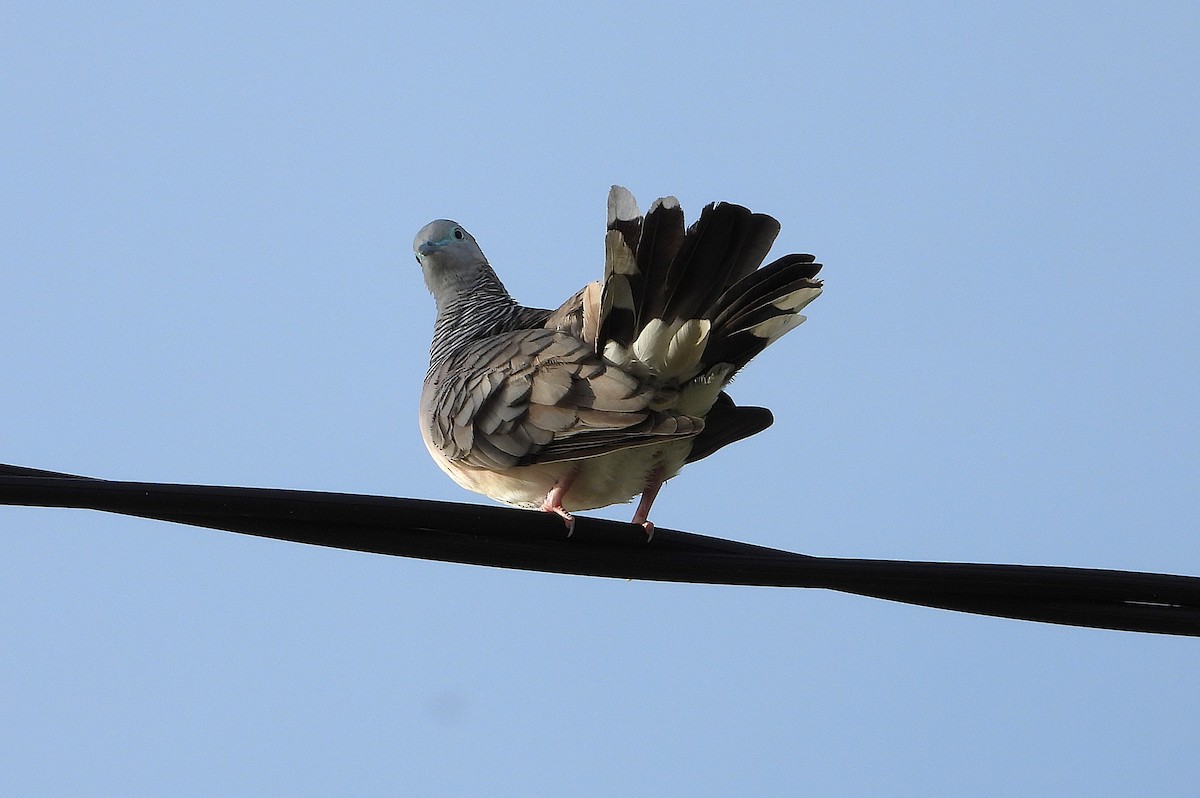 Peaceful Dove - ML646560876
