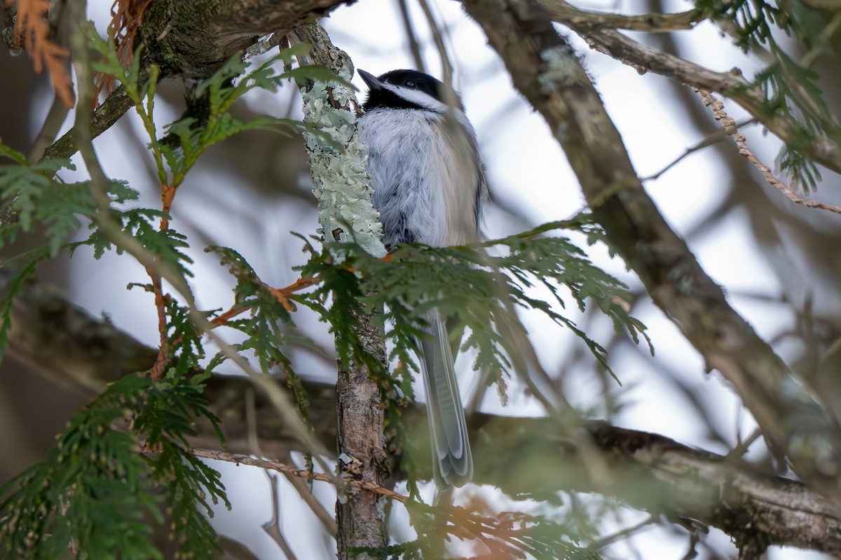 Black-capped Chickadee - ML646560877