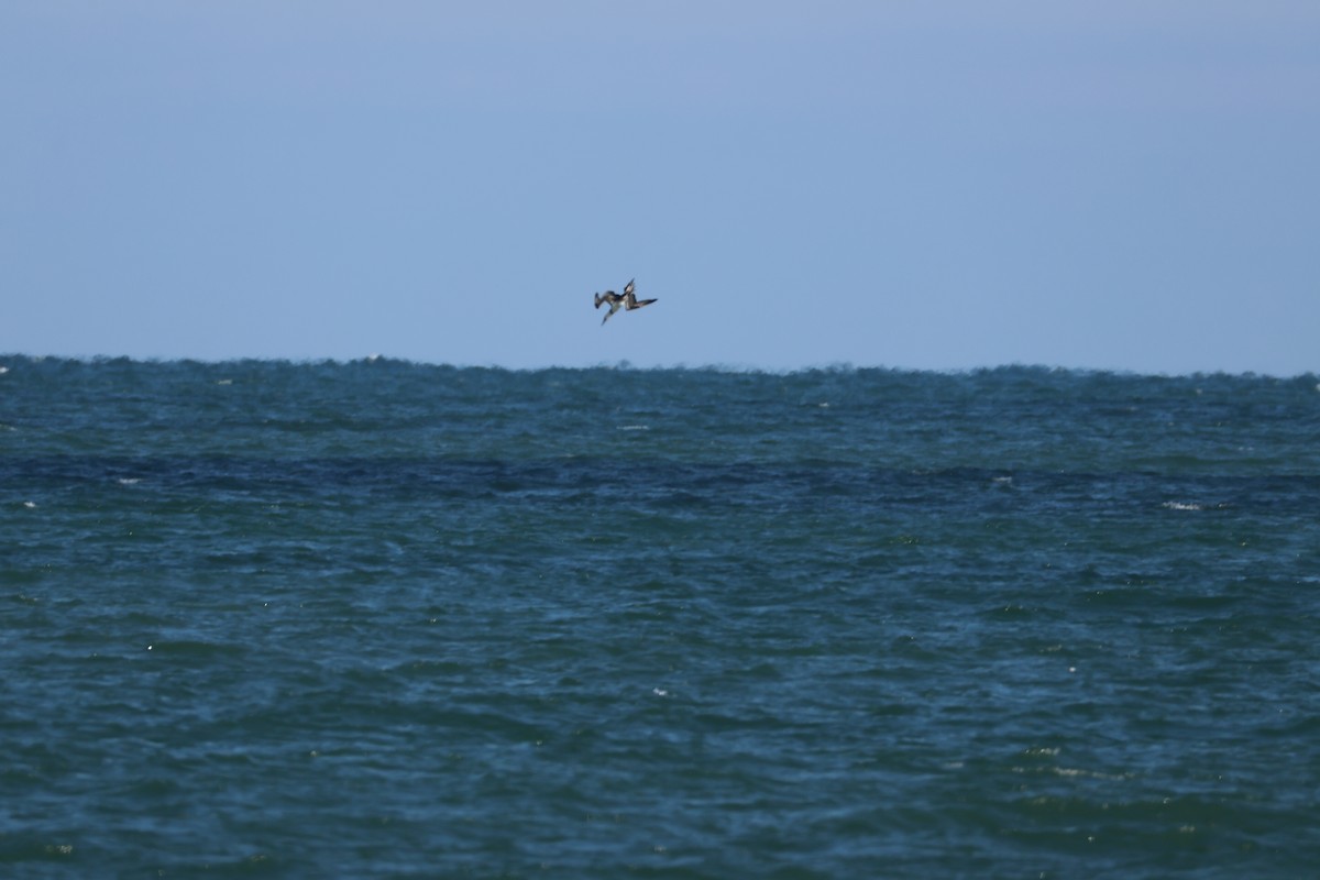 Northern Gannet - ML646560878