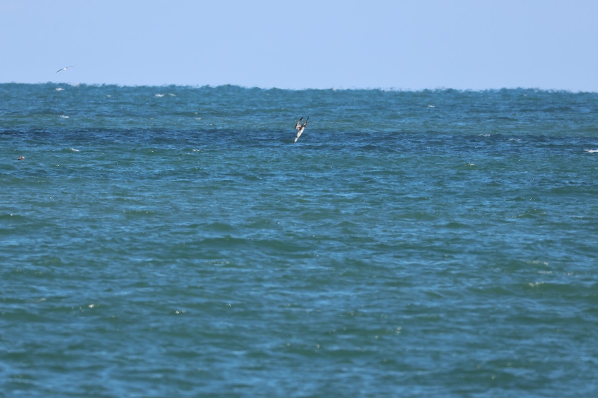 Northern Gannet - ML646560879
