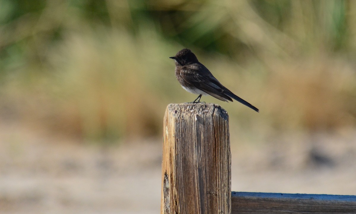 Black Phoebe - ML646560880