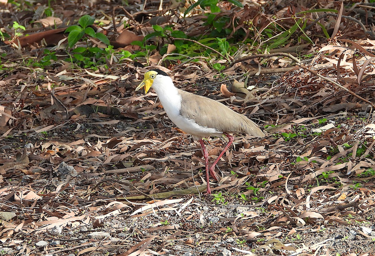 Hegabera maskaraduna - ML646560881