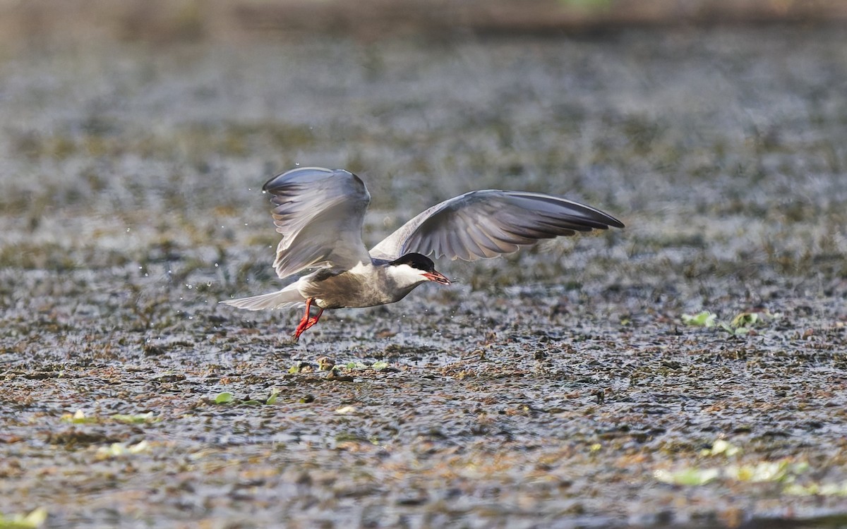 Цагаан шанаат хараалай - ML646560882