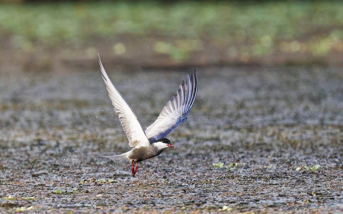 Цагаан шанаат хараалай - ML646560883