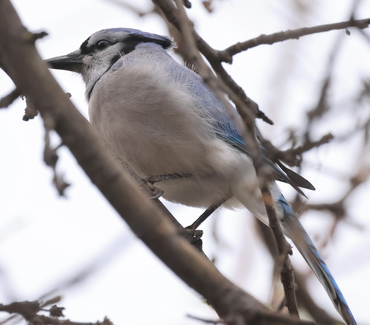 Blue Jay - ML646560884