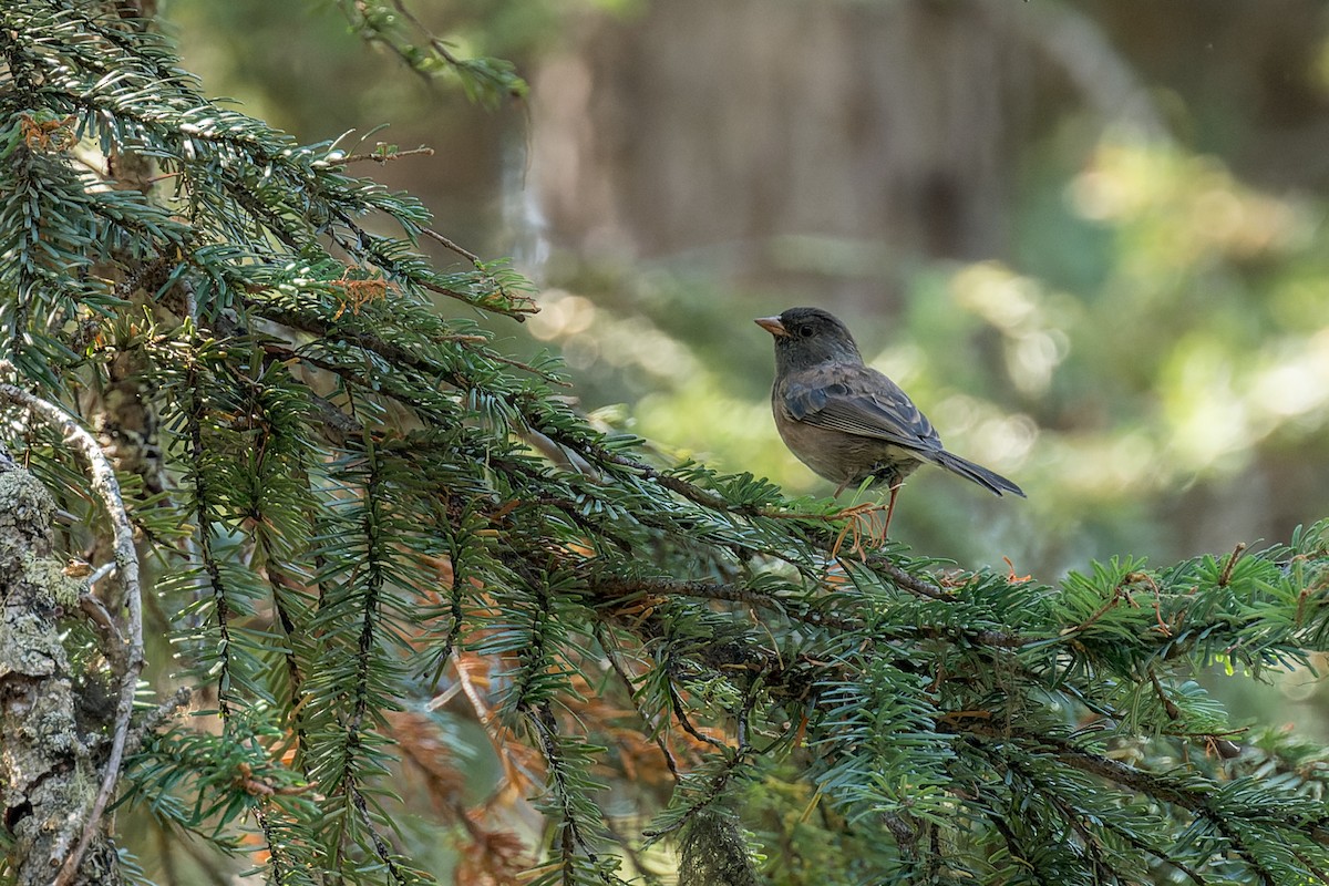 Dark-eyed Junco - ML646560885